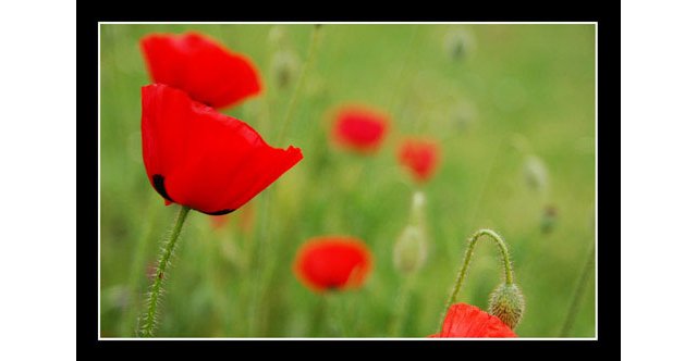 coquelicots