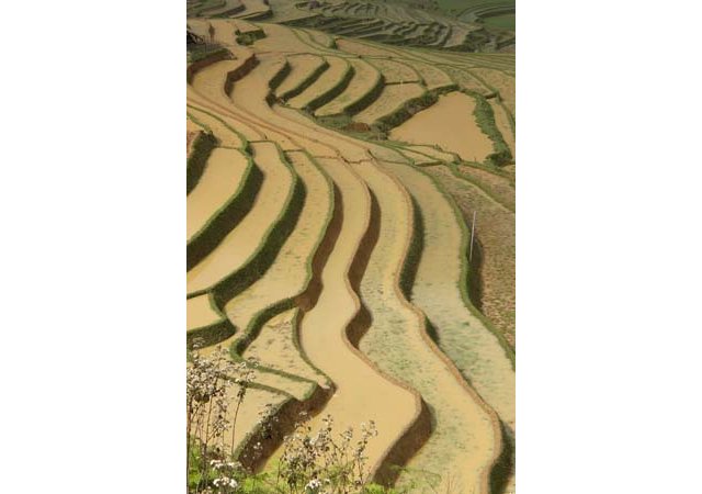 Rizières en terrasse à Sapa
