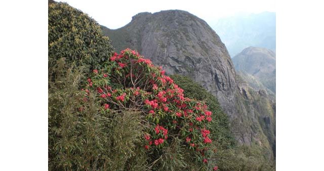 Rhododendrons et bambous en revenant du Fan Si Pan