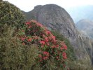 Rhododendrons et bambous en revenant du Fan Si Pan