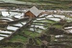 Travaux dans les rizières