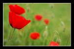 coquelicots