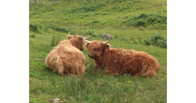 Les vaches des Highlands