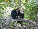 Cahuita_des potes sur le chemin du Parc National