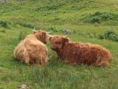 Les vaches des Highlands